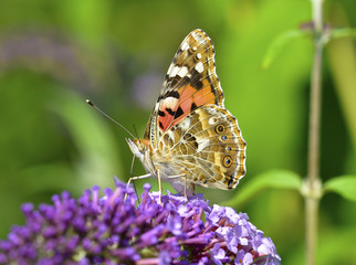Vanessa Cardui