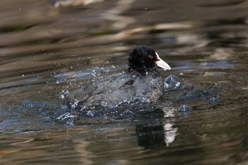black coot (Fulica atra) grooming in the water