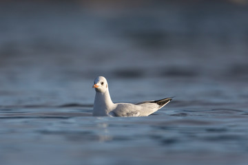 black-headed gull (Larus ridibundus) swimming on the water surface