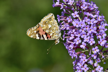Vanessa Cardui (1)
