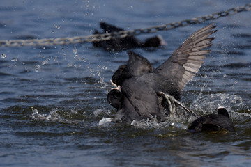 Eurasian Coot, Coot, Fulica atra - spring flight.