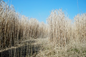 Fototapeta premium elefantengras I