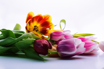 colorful tulips