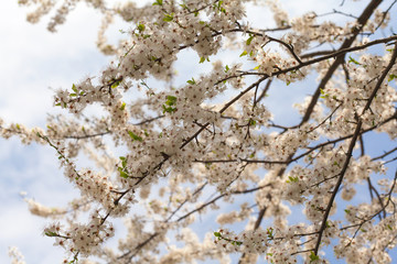 Flowering branches of apple trees. 