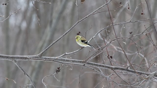 Chardonneret jaune en plumage d'hiver