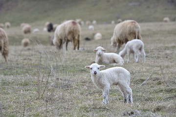 Fototapeta premium Spring Lambs