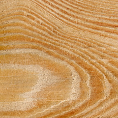 wood texture with growth rings