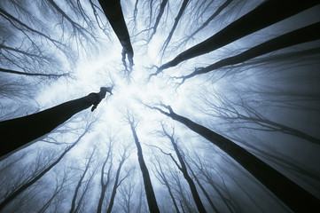 Obraz premium upward view in forest