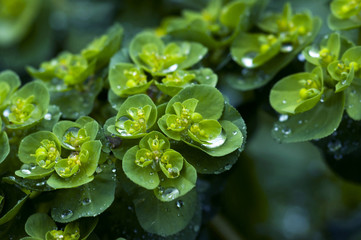 Euphorbia plant after a rain