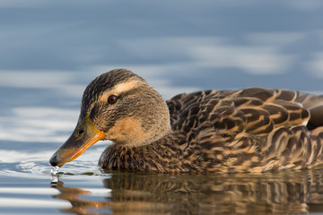 Portrait of a female mallard (Anas platyrhynchos)