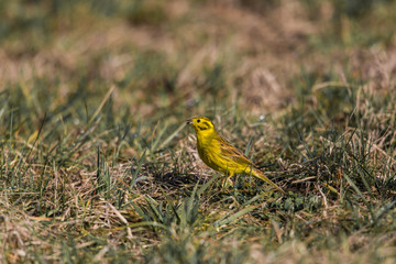 yellowhammer (Emberiza citrinella) in the grassland