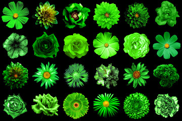 Mix collage of natural and surreal green flowers 24 in 1: peony, dahlia, primula, aster, daisy,...