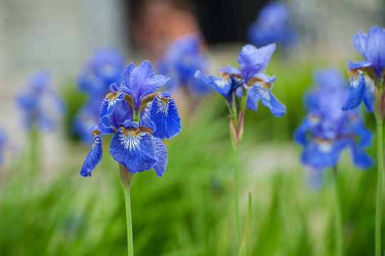Beautiful blue iris flowers 