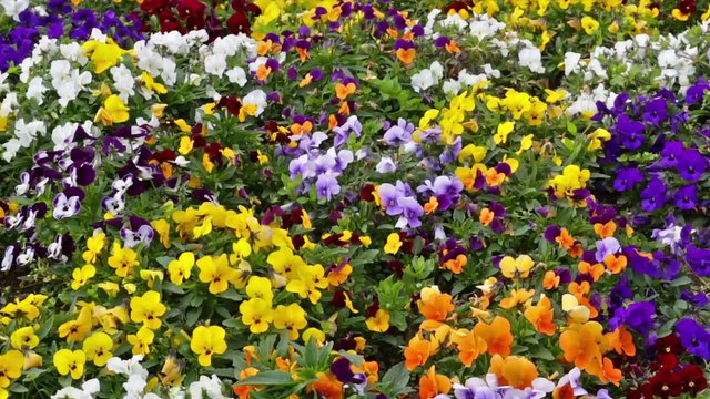 Many flowers: colorful pansies with moved by breeze.Fixed plane