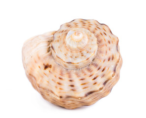 sea shell isolated on white