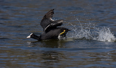 Eurasian Coot, Coot, Fulica atra - spring flight.