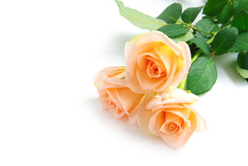 rose isolated on white background