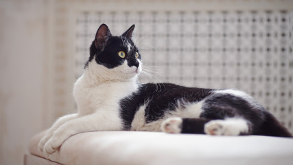 The cat of a black-and-white coloring lies