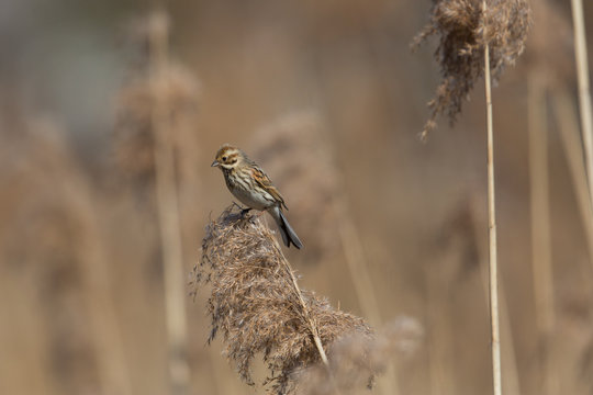 Female (common) reed bunting (Emberiza schoeniclus) sitting on a reed stalk