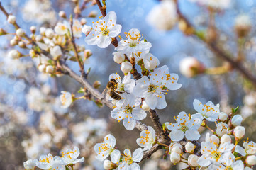Blooming tree in spring
