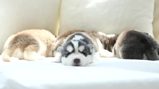 Cute siberian husky puppies