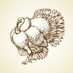 Turkey. Vector drawing