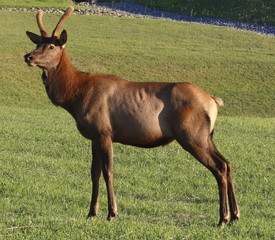 Profile of bull elk