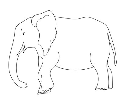 vector outline illustration of elephant