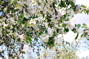 Весна,зелень,цветы на ветках яблони .Spring,greenery,flowers on the branches of Apple trees .