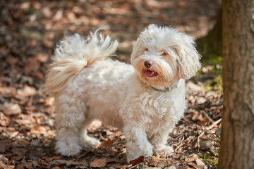 White havanese dog standing in the forest