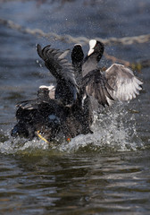 Eurasian Coot, Coot, Fulica atra - spring flight.