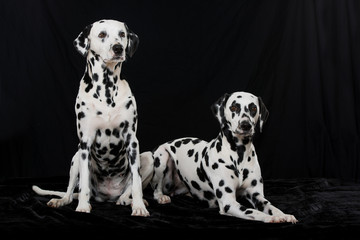Zwei Dalmatiner