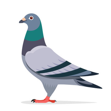 How to Draw a Pigeon (Birds) Step by Step | DrawingTutorials101.com