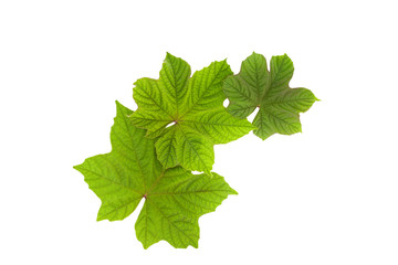 Green leaves isolated on white background.