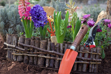 Spring background. flowers and garden tools.
