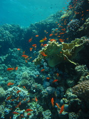 Naklejka na ściany i meble The coral reef on the sand bottom. Underwater paradise for scuba diving, freediving. Red sea, Dahab, Egypt.