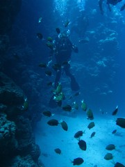 Fototapeta na wymiar Divers in Canyon with sand bottom, fish colony.Underwater world of Red sea, Dahab, Egypt, Sinai