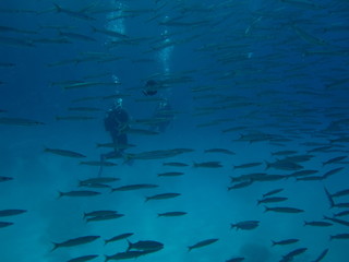School of barracuda fish with divers at Dahab, Red sea, Egypt, Sinai.