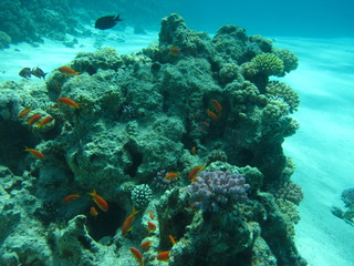 Fototapeta na wymiar The coral reef on the sand bottom. Underwater paradise for scuba diving, freediving. Red sea, Dahab, Egypt.