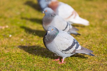 Fototapeta premium Pigeons in city park