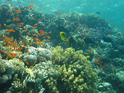 Fototapeta The coral reef on the sand bottom. Underwater paradise for scuba diving, freediving. Red sea, Dahab, Egypt.