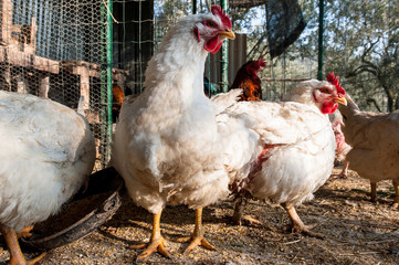 Gruppo di galline nel pollaio © ewakephoto