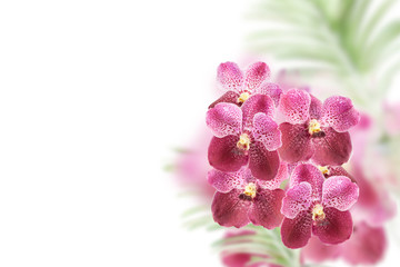  Purple orchid flowers  on white background