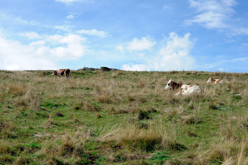 Mucca dorme al sole dopo aver mangiato erba