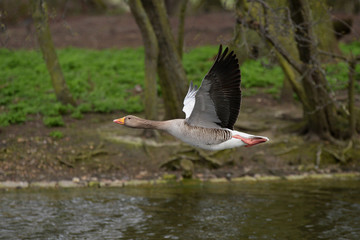 Greylag Goose, goose