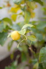 Pianta di limone con limone giallo