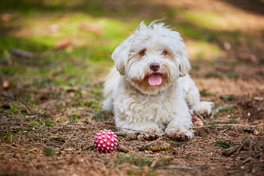 Havanese dog lying in the forest with ball