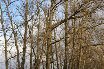 Tree branches in early spring.