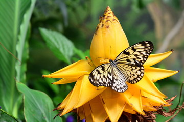 A white tree nymph butterfly lands on a banana bloom in the gardens.