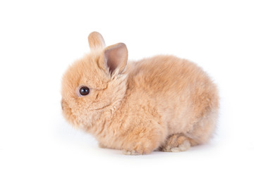 Baby rabbit isolated on white